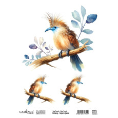 Easy transfer bird song BRET07 25X35 cm