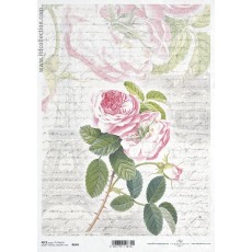 Ριζόχαρτο Itd